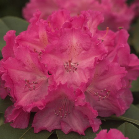 Rhododendron Hybride 'Germania'