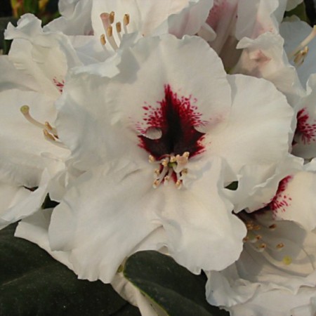 Rhododendron Hybride 'Hachmann`s Picobello'