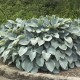 Hosta 'Halcyon'