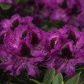 Rhododendron Hybride 'Kangaro'