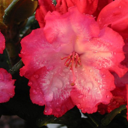 Rhododendron yakushimanum 'Kokette'