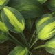 Hosta 'Olympic Sunrise'