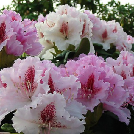 Rhododendron Hybr. 'Progrès'