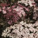 Sambucus nigra 'Black Lace'