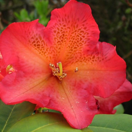 Rhododendron Hybr. 'Unique Marmalade'