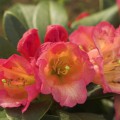 Rhododendron Hybr. 'Unique Marmalade'