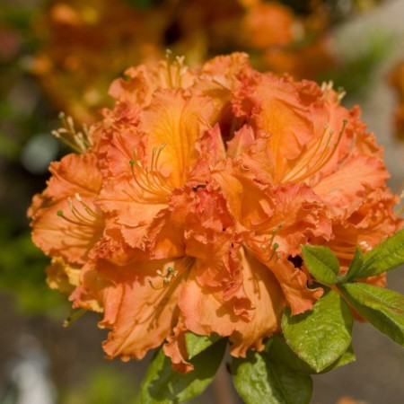 Rhododendron luteum 'Gibraltar'