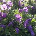 Rhododendron keleticum