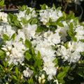 Rhododendron obtusum 'Feenkissen' ®