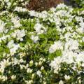 Rhododendron obtusum 'Feenkissen' ®