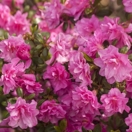 Rhododendron obtusum 'Marinja' ®