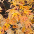 Acer palmatum 'Peve Multicolor'