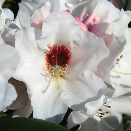 Rhododendron yakushimanum 'Bohlken´s Snow Fire'