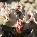 Rhododendron yakushimanum 'Bohlken´s Snow Fire'