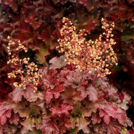 Heuchera 'Root Beer'