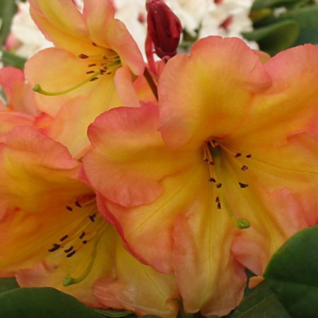 Rhododendron Hybr. 'Macarena'