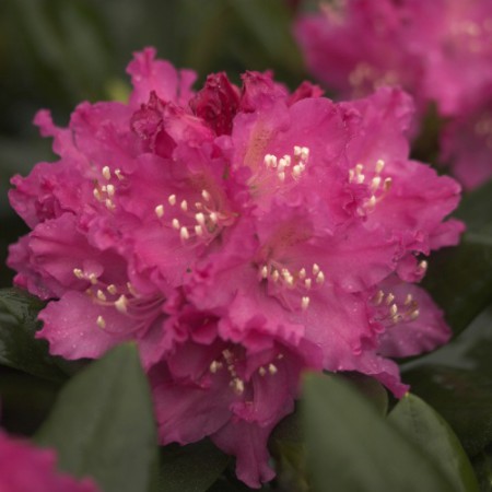Rhododendron Hybr. 'Manuela'