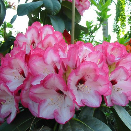 Rhododendron Hybride 'Bordüre'