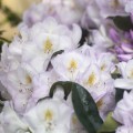 Rhododendron Hybride 'Gomer Waterer'