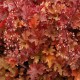 Heuchera 'Ginger Peach'