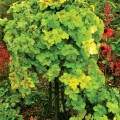 Heucherella 'Yellowstone Falls'