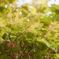 Acer palmatum 'Aka shigitatsu sawa'