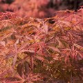 Acer palmatum 'Earthfire'