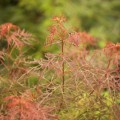 Acer palmatum 'Red Baby Lace'