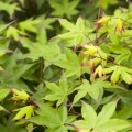 Acer palmatum 'Tsuma gaki'