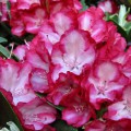 Rhododendron Hybride 'Ann Lindsay'