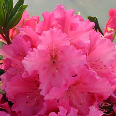 Rhododendron Hybride 'Caruso'