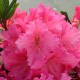 Rhododendron Hybride 'Caruso'