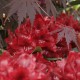 Rhododendron Hybride 'Cherry Kiss'