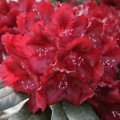 Rhododendron Hybride 'Cherry Kiss'