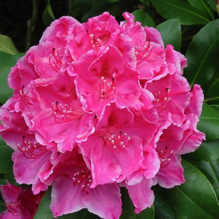 Rhododendron Hybride 'Claudine'