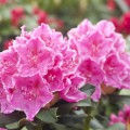 Rhododendron Hybride 'Claudine'