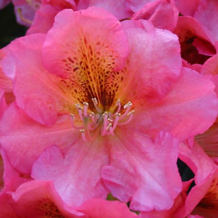 Rhododendron Hybride 'Dolcemente'