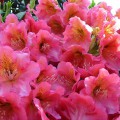 Rhododendron Hybride 'Dolcemente'