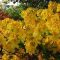 Rhododendron luteum 'Goldtopas'