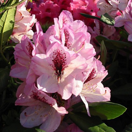 Rhododendron Hybr. 'Herbstfreude'