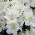 Rhododendron obtusum 'Maischnee' ®