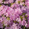 Rhododendron obtusum 'Neglige' ®