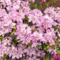 Rhododendron obtusum 'Neglige' ®