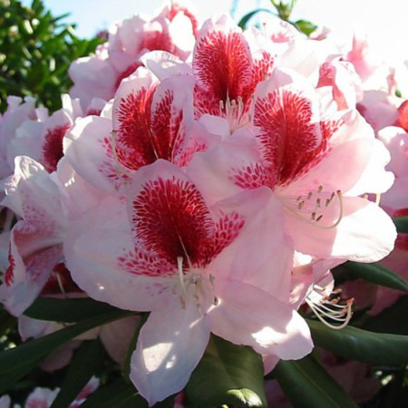 Rhododendron Hybride 'Belami'
