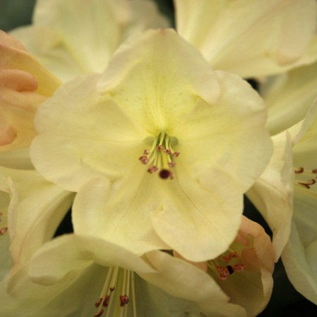 Rhododendron Hybride 'Goldinetta'