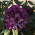 Rhododendron Hybride 'Hans Hachmann'