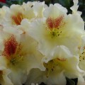 Rhododendron Hybr. 'Marylou'