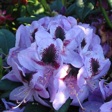 Rhododendron Hybride 'Metallica'