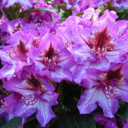 Rhododendron Hybr. 'Sternschnuppe'