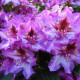 Rhododendron Hybr. 'Sternschnuppe'